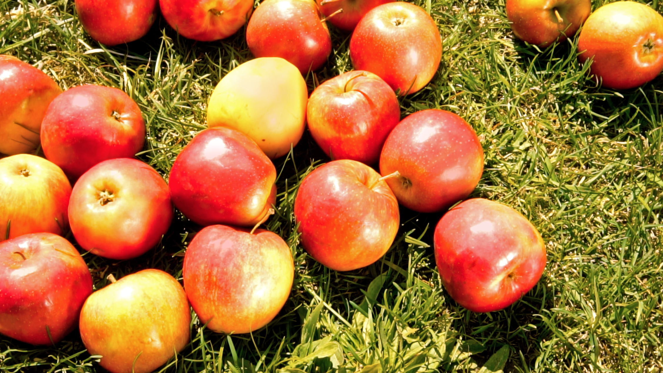 Hageavfallsmottaket er fortsatt åpent